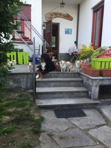 B&B Il Tempo Del Sogno Con Cani E Gatti Pet&Breakfast Baveno Ngoại thất bức ảnh