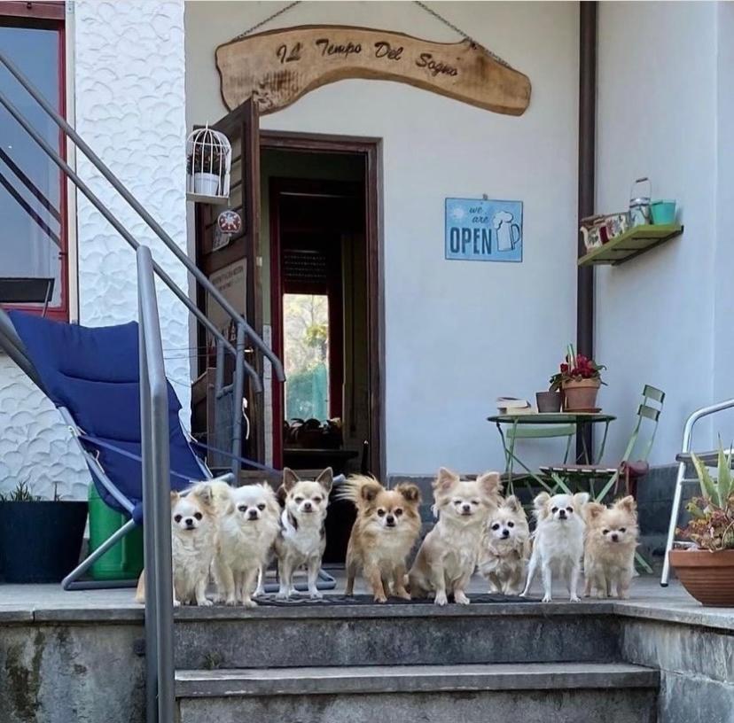 B&B Il Tempo Del Sogno Con Cani E Gatti Pet&Breakfast Baveno Ngoại thất bức ảnh